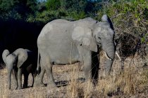 Elefante hembra y bebé en luz solar brillante - foto de stock