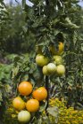 Koch wählt Orangen-Tomaten-Pflanze im Spätsommer — Stockfoto