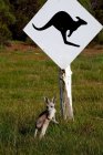 Маленький кенгуру, стоящий под дорожным знаком с кенгуру в парке дикой природы — стоковое фото