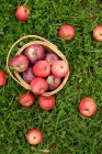 Pommes dans le panier sur l'herbe — Photo de stock
