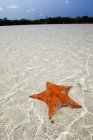 Sea Star in shallow atlantic ocean water with land and sky on background — Stock Photo