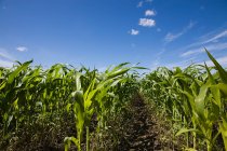 Belo campo de milho verde contra o céu azul no dia ensolarado — Fotografia de Stock