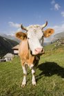 Корова стоячи на зелених пагорбах при яскравому сонячному світлі — стокове фото