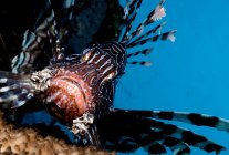 Close-up view of lionfish — Stock Photo