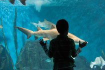 Garoto assistindo tubarões no aquário — Fotografia de Stock