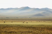 Wildpferde in der grünen mongolischen Steppe — Stockfoto