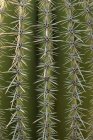 Surface du cactus avec aiguilles — Photo de stock