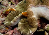 Vista ravvicinata del pesce pagliaccio in anemone . — Foto stock