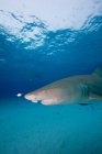 Vue latérale du requin nageant sous l'eau — Photo de stock