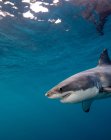 Вид сбоку на большую белую акулу, плавающую под водой — стоковое фото