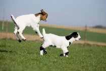 Dos niños de cabra saltando - foto de stock