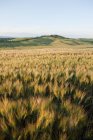 Barley field in evening light near Siena, Tuscany, Italy — Stock Photo