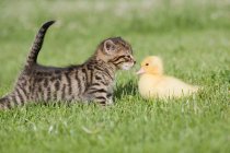 Gatito y patito olfateando unos a otros en la hierba a la luz del sol - foto de stock