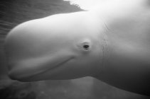 Vista recortada de la cabeza de ballena beluga - foto de stock