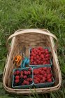 Basket of ripe blackberries and raspberries — Stock Photo
