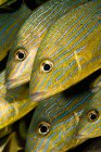 Pesce grugnito a strisce blu — Foto stock