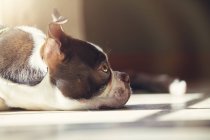 Boston Terrier puppy lying on floor — Stock Photo
