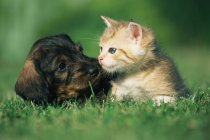 Gatinho e cachorro no gramado — Fotografia de Stock