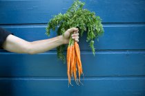 Hombre sosteniendo racimo de zanahorias orgánicas - foto de stock