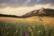 Vista panorámica de flores silvestres en prados y montañas - foto de stock