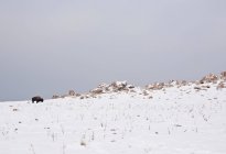 Зубры пасутся на снежном склоне холма — стоковое фото