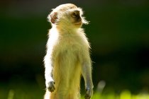 Scimmia vervet in piedi e guardando lontano alla luce del sole — Foto stock