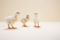 Три цыпленка на бежевом фоне, студийный снимок — стоковое фото