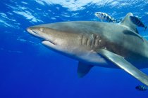 Oceanic whitetip shark, underwater view — Stock Photo