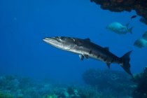 Barrakuda-Fische schwimmen unter Wasser — Stockfoto