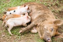 Cute little piglets lying down and suckling mother outdoors — Stock Photo