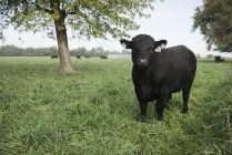 Mucca nera al pascolo sul campo verde — Foto stock