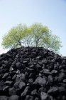 Mucchio di carbone e alberi che crescono in cima nella giornata di sole — Foto stock