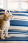 Боковой вид имбирного котенка на диване — стоковое фото