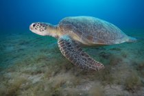 Зеленая черепаха плавает под водой — стоковое фото