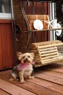 Yorkshire terrier perro vistiendo bandana - foto de stock