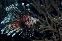 Lion fish swimming at coral reef — Stock Photo