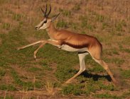 Springbok saltando no Parque Transfronteiriço de Kgalagadi — Fotografia de Stock