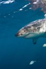 Gran tiburón blanco flotando bajo el agua - foto de stock