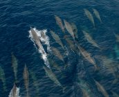 Вид с воздуха на китообразные на Соломоновых островах — стоковое фото