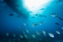 Peixes de escolaridade listrados debaixo de água — Fotografia de Stock