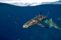 Вид акулы, плавающей под водой сбоку — стоковое фото