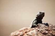 Ігуана пустельна по каменю — стокове фото