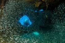 Школьные рыбки плавают на кораблекрушении под водой — стоковое фото