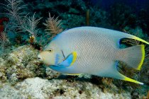 Синяя рыба-ангел на коралловом рифе — стоковое фото