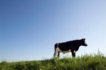Випасання корови на полі — стокове фото