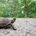 Primo piano colpo di tartaruga che cammina all'aperto — Foto stock