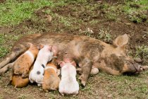 Lechones que alimentan leche de madre cerdo - foto de stock