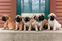 Ряд щенков сидит на ступеньках — стоковое фото