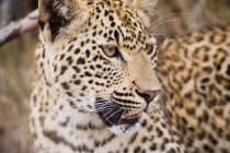 Um leopardo manchado — Fotografia de Stock