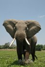 Слон-бык или африканский слон в бассейнах Мана, Зимбабве — стоковое фото
